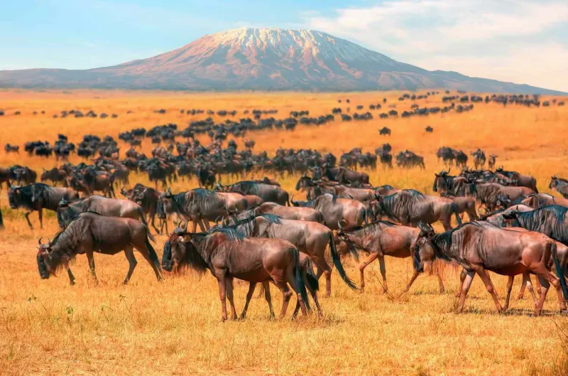 Great Migration herds crossing the Mara River on a 3 Days Masai Mara Safari.